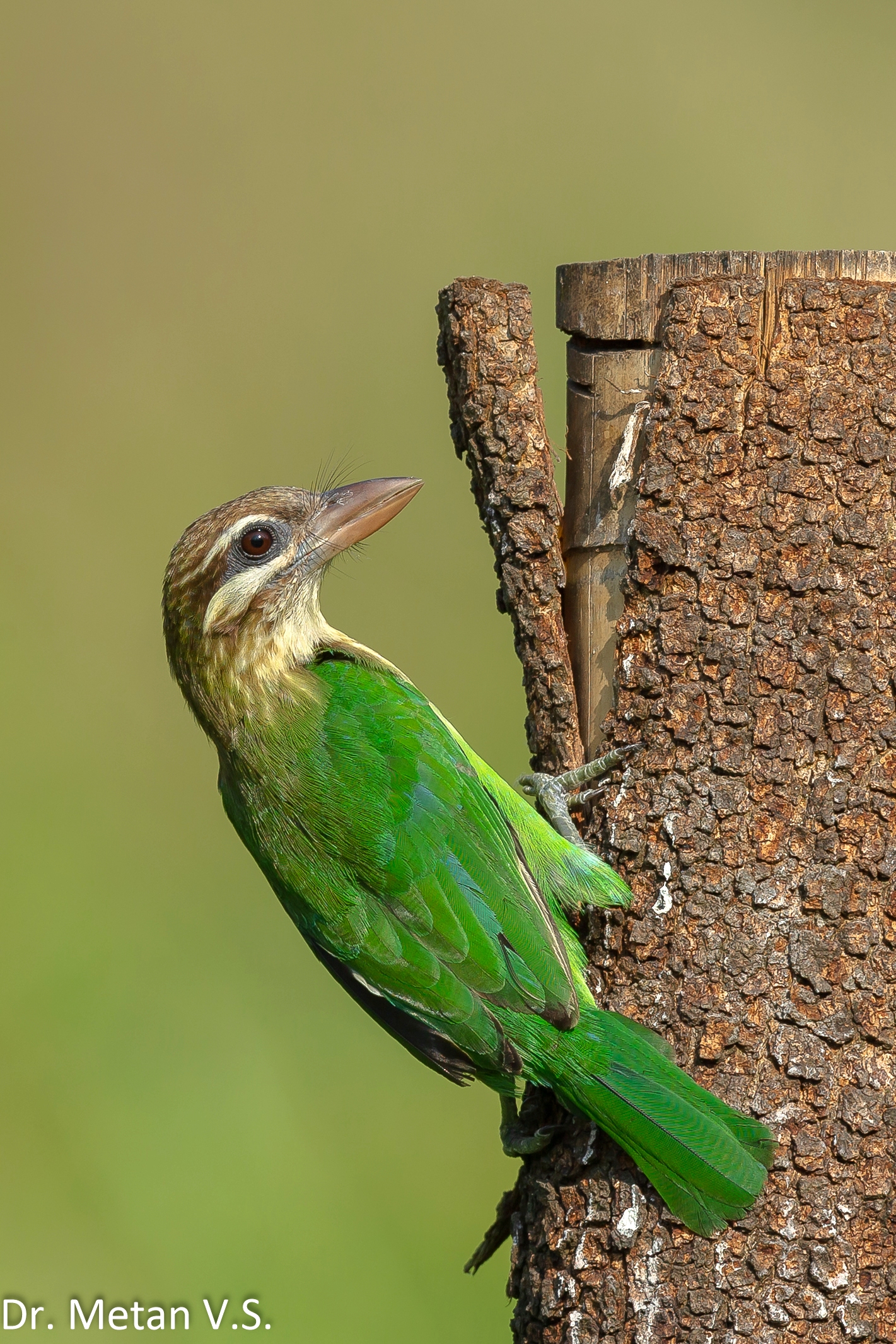 Dr Vyankatesh Metan Solapur Bird BS