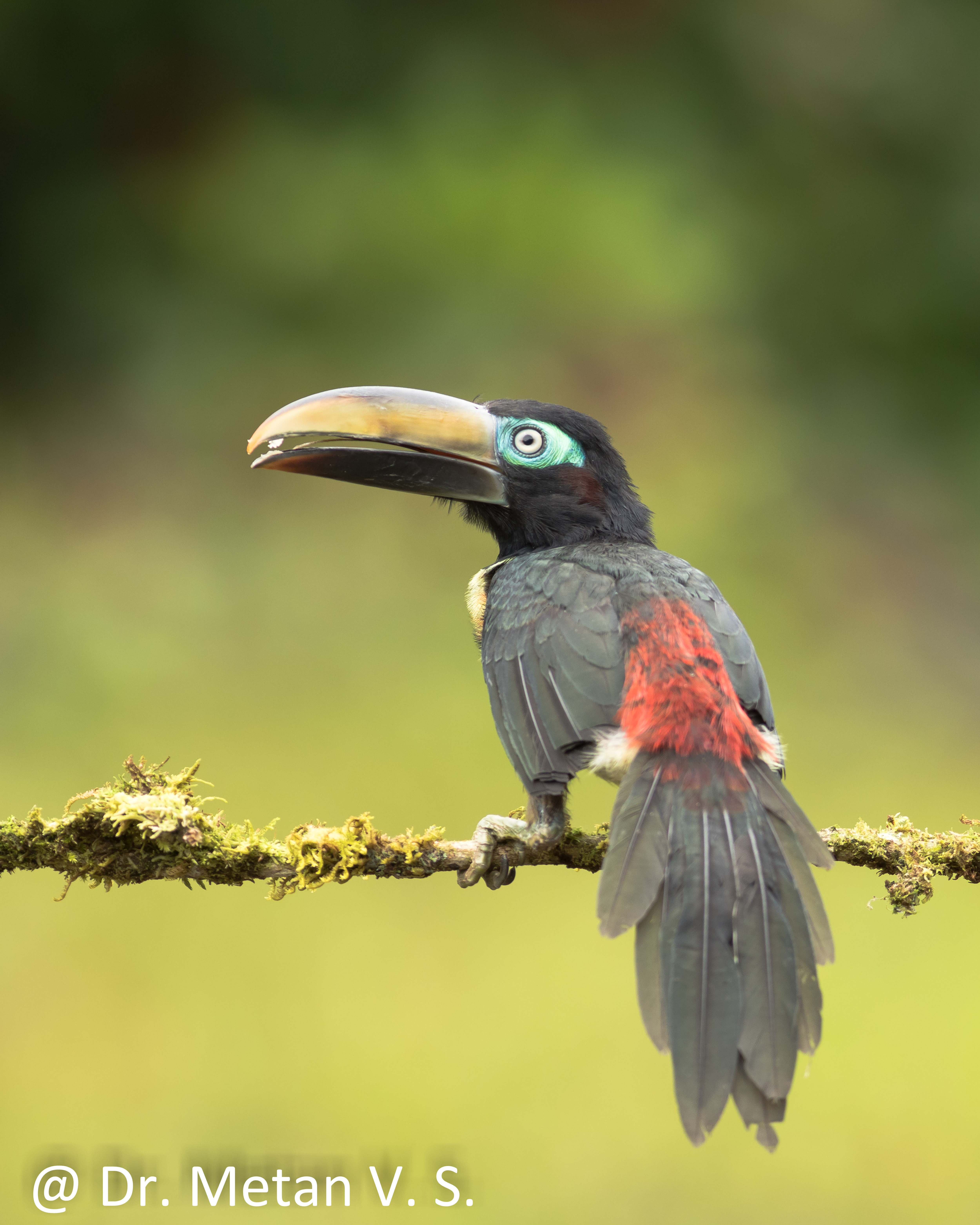Dr Vyankatesh Metan Solapur Birds A 2