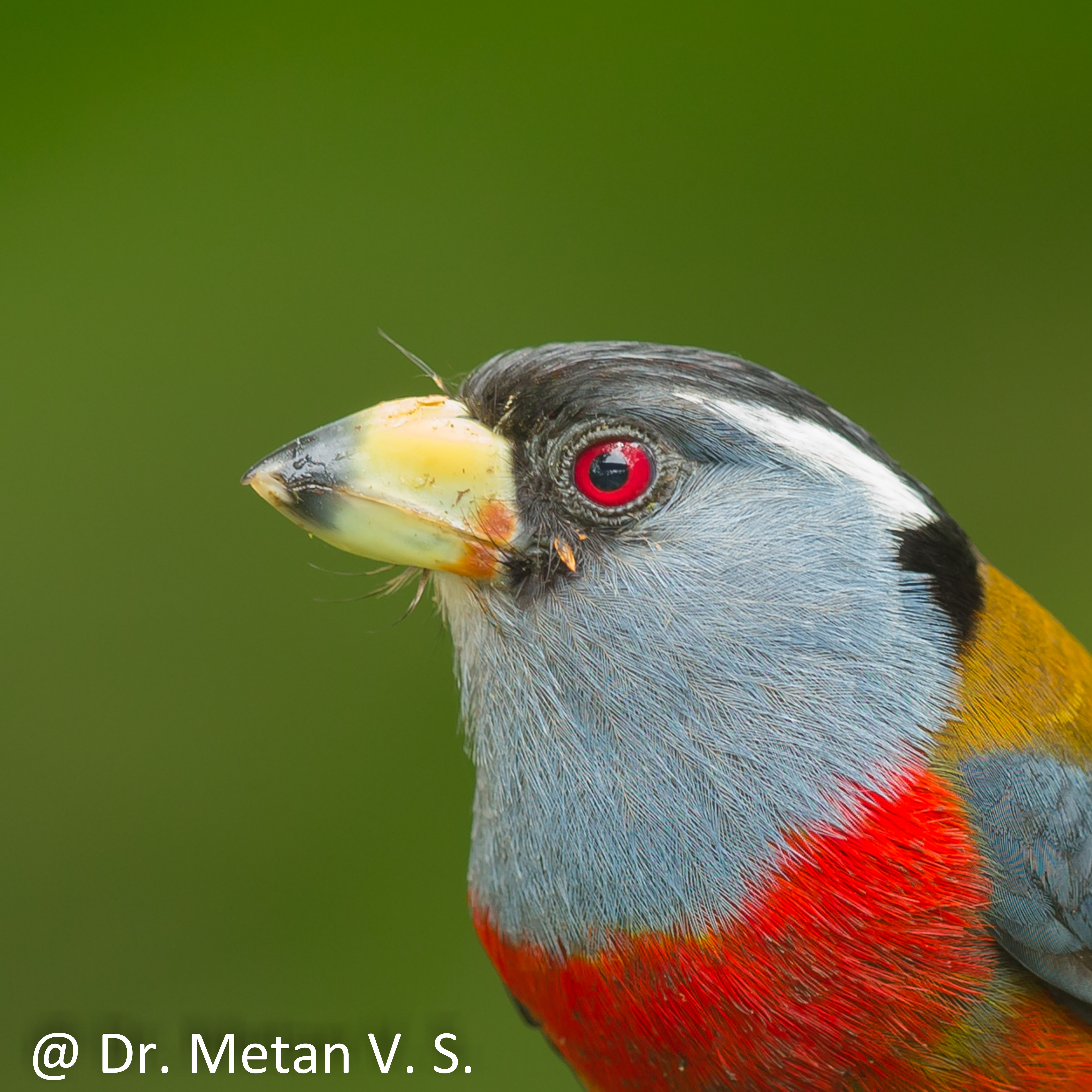 Dr Vyankatesh Metan Solapur Birds B 1