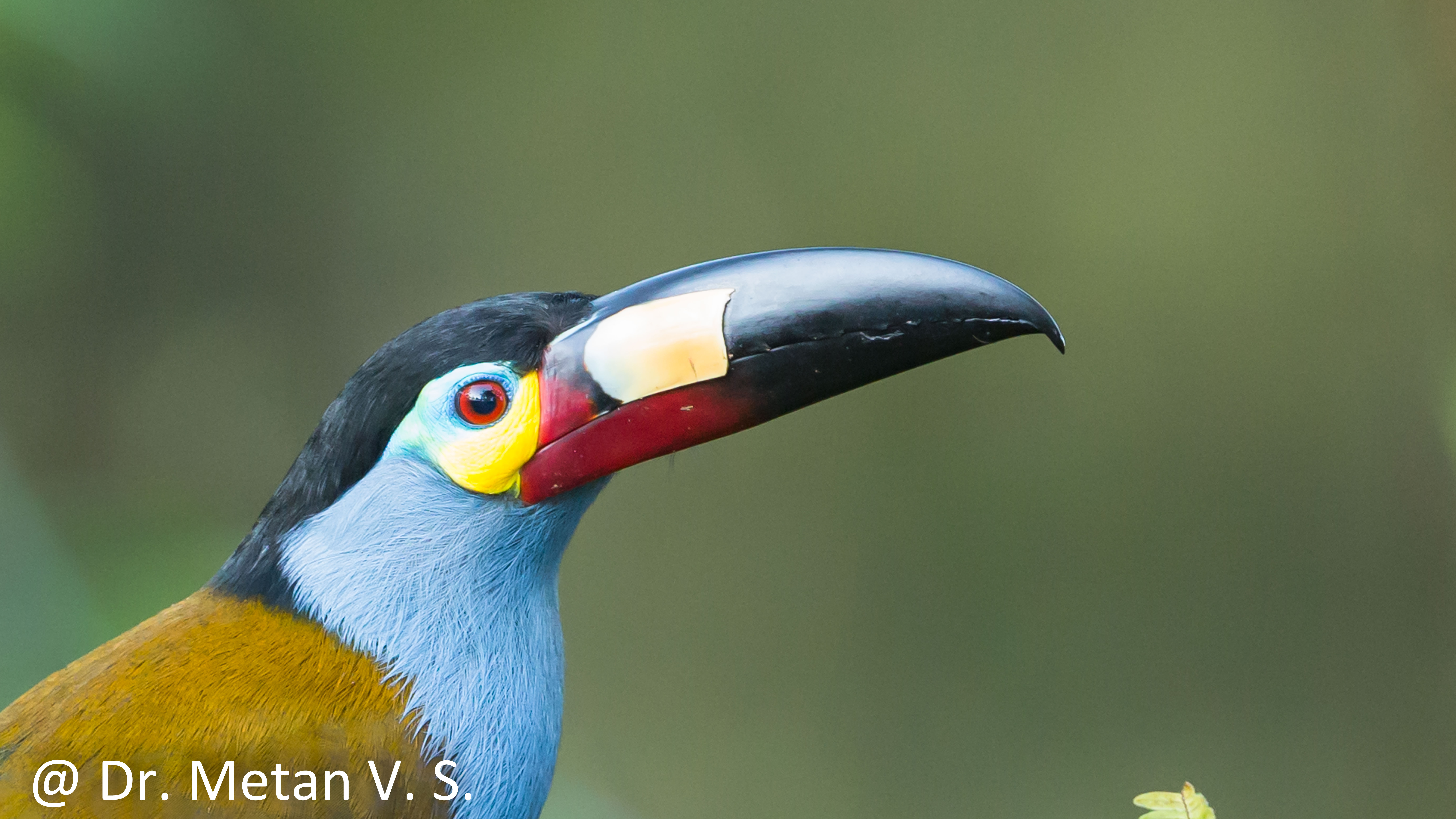 Dr Vyankatesh Metan Solapur Birds D