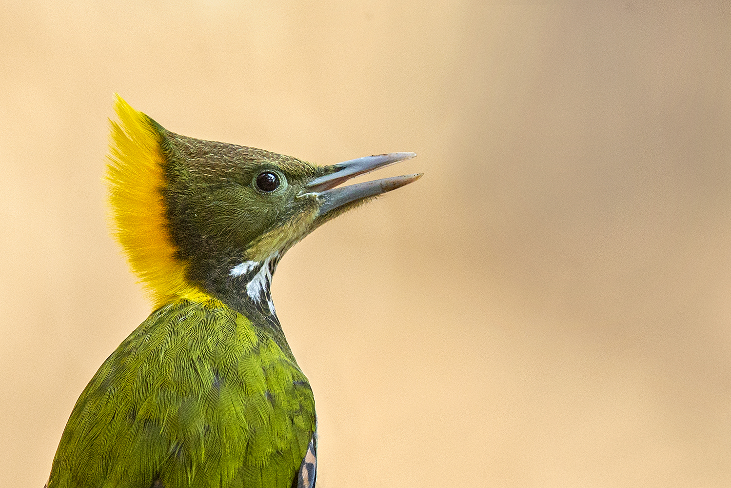 Dr Vyankatesh Metan Solapur Birds E 1