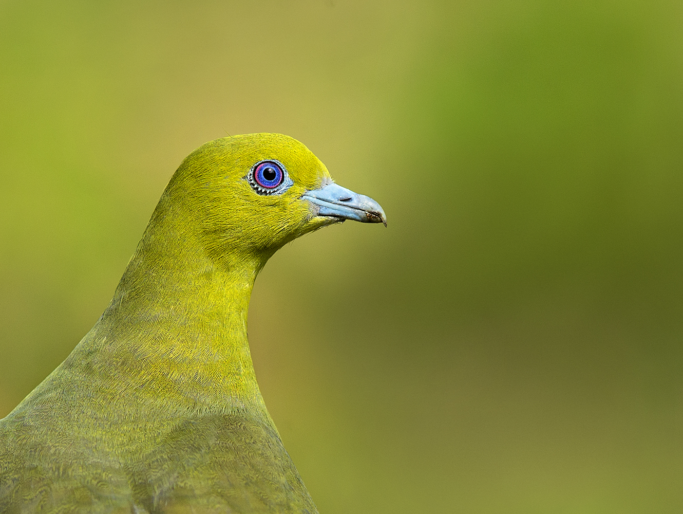 Dr Vyankatesh Metan Solapur Birds H 1