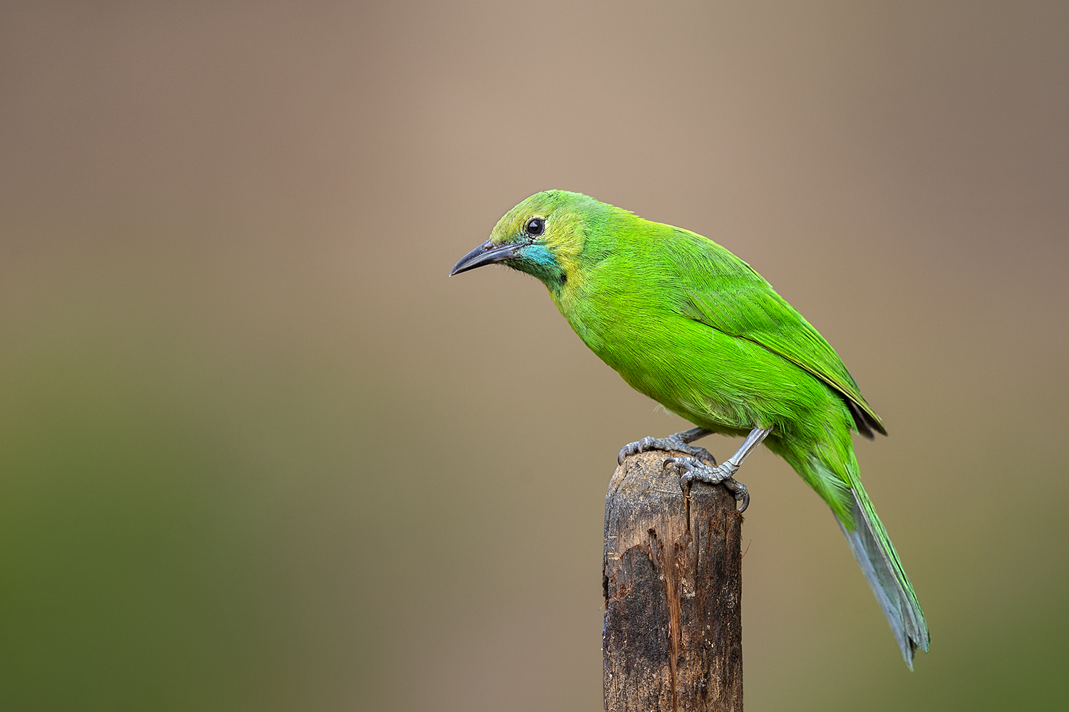 Dr Vyankatesh Metan Solapur Birds K 1