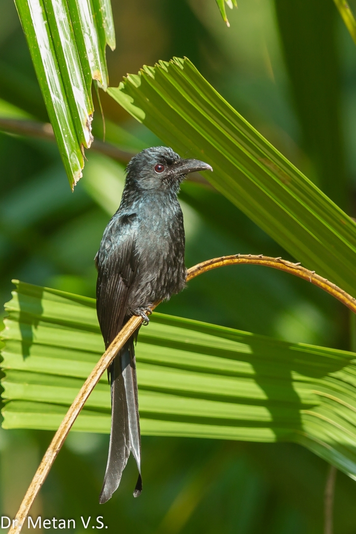 Andaman Wildlife Tour