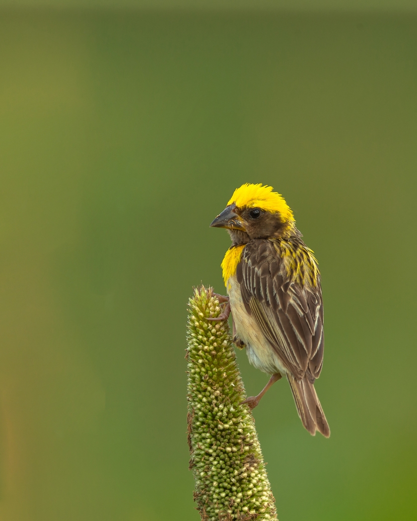 Baya weaver Solapur Birds Dr Vyankatesh Metan L 840x1050