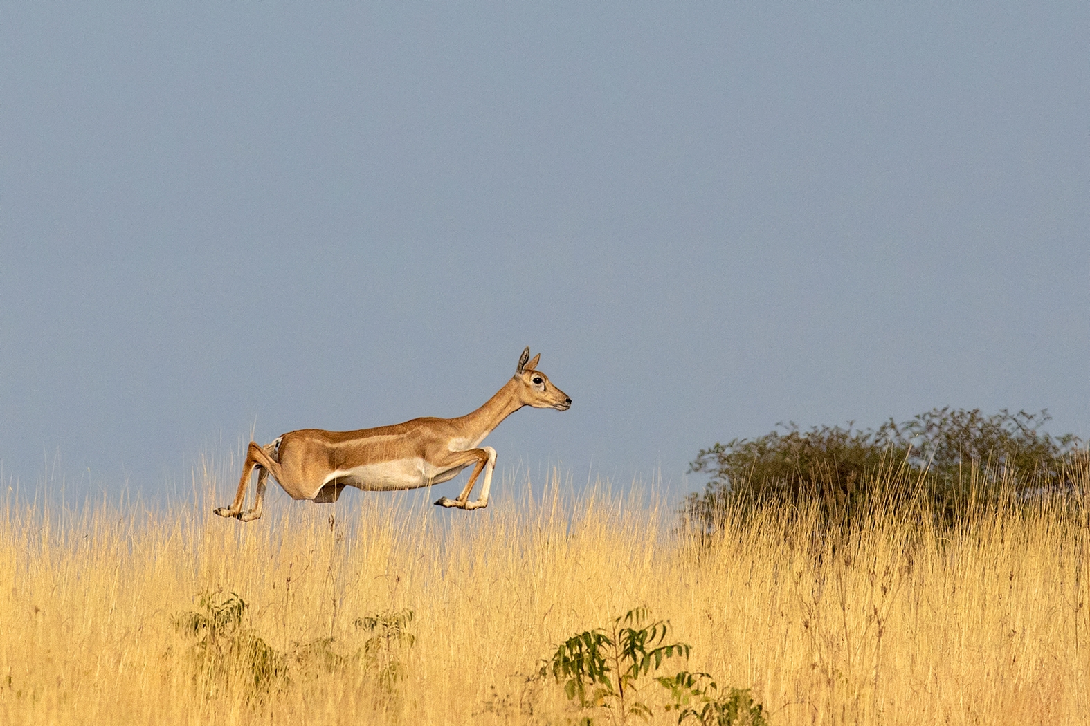 Blackbuck Dr Vyankatesh Metan Solapur Mammals B 1575x1050