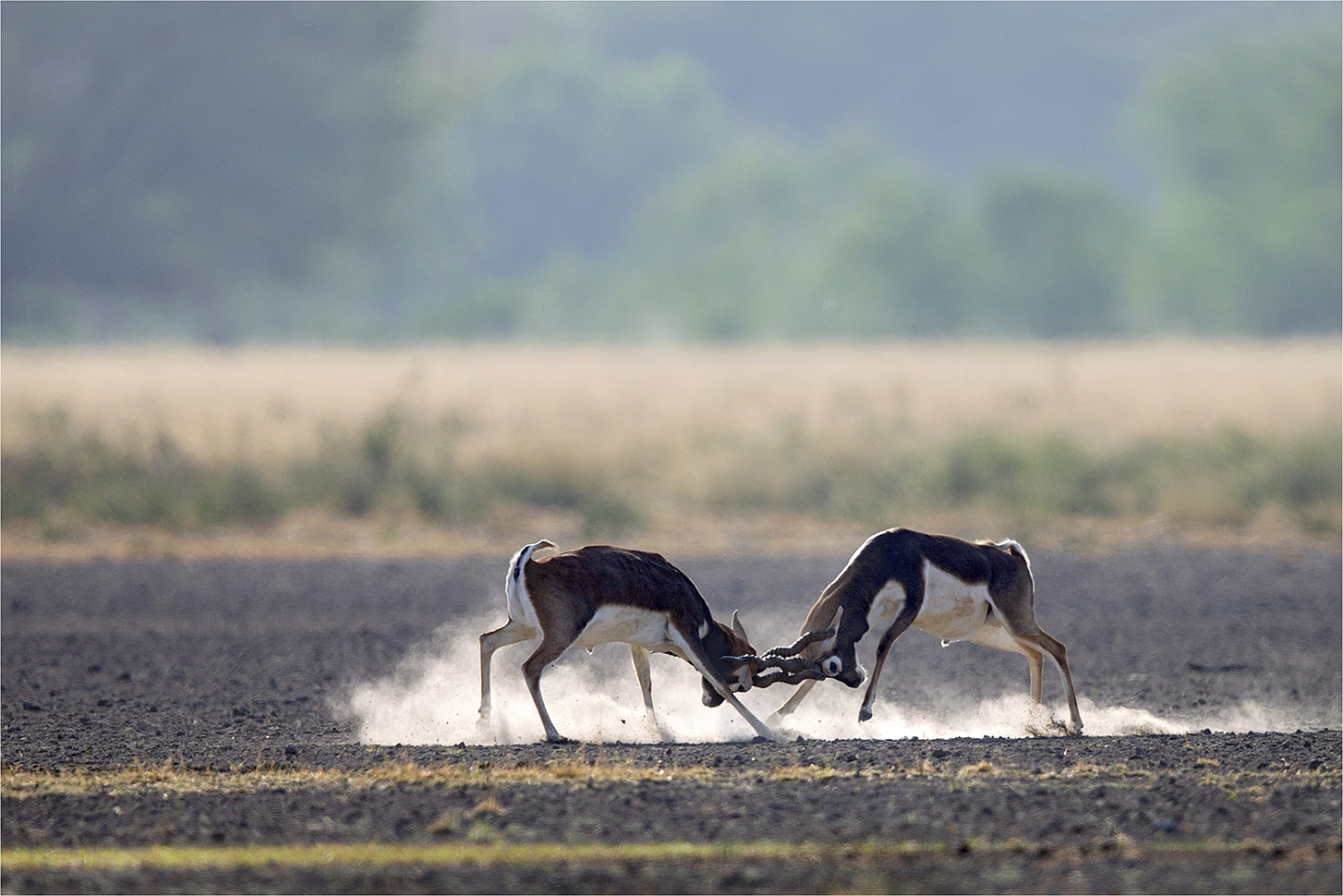 Blackbuck Dr Vyankatesh Metan Solapur Mammals E