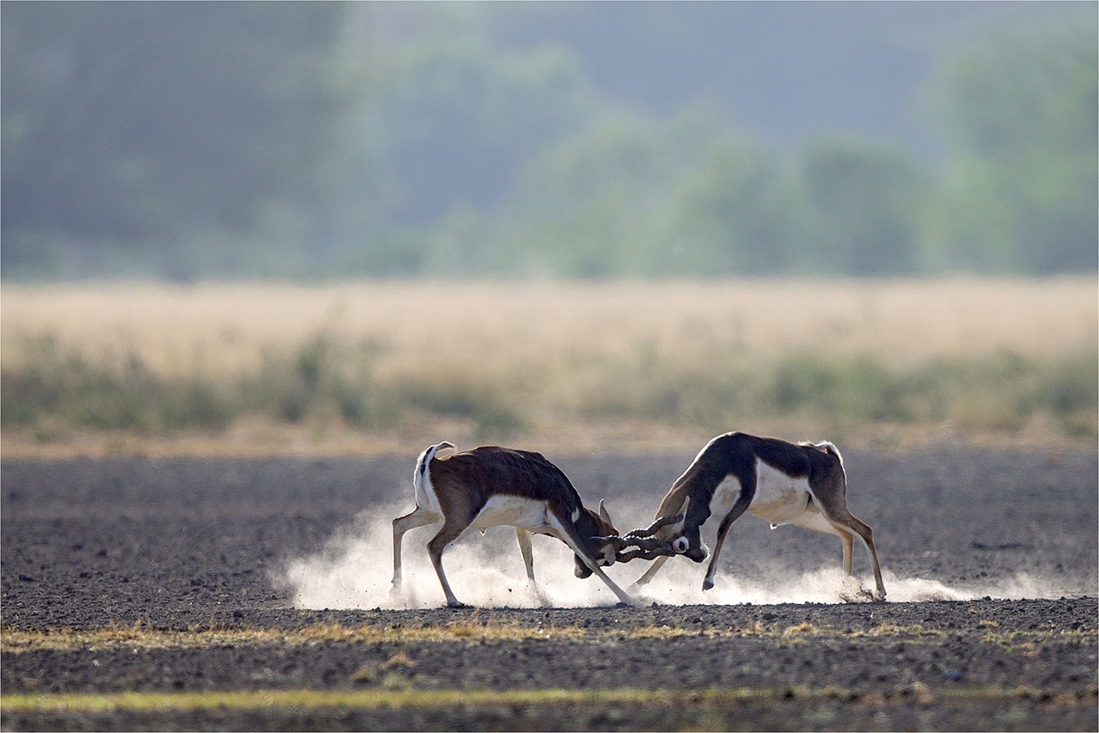 Blackbuck Dr Vyankatesh Metan Solapur Mammals E 1574x1050