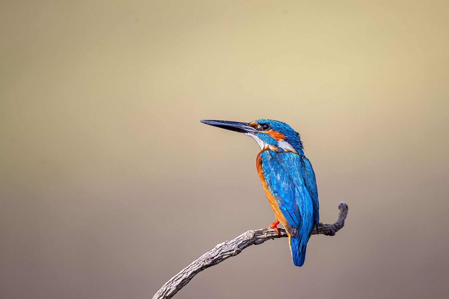 Common King Fisher Solapur Birds Dr Vyankatesh Metan H 1575x1050