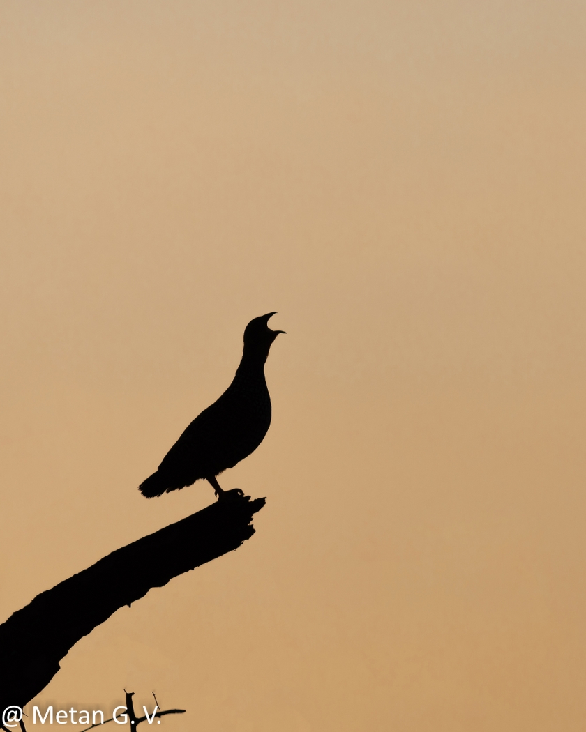 Dr Vyankatesh Metan Solapur Art L 840x1050