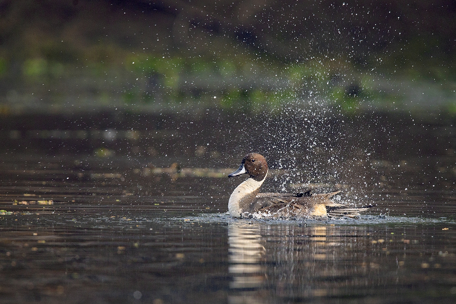 Dr Vyankatesh Metan Solapur Art S 1575x1050 1