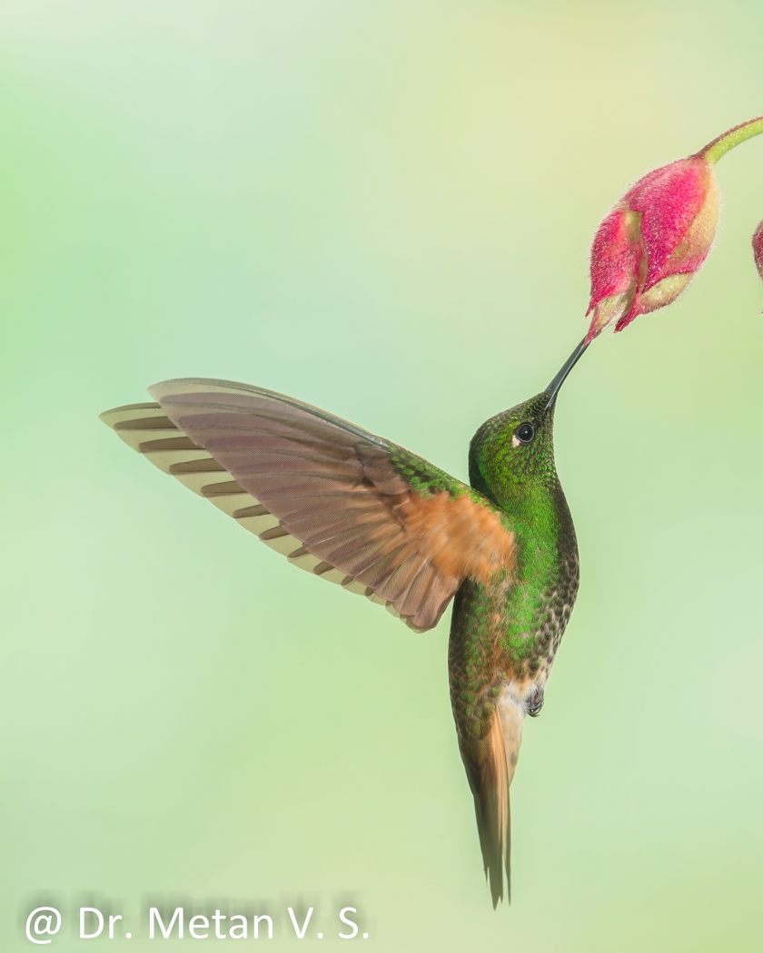 Dr Vyankatesh Metan Solapur Bird E 840x1050