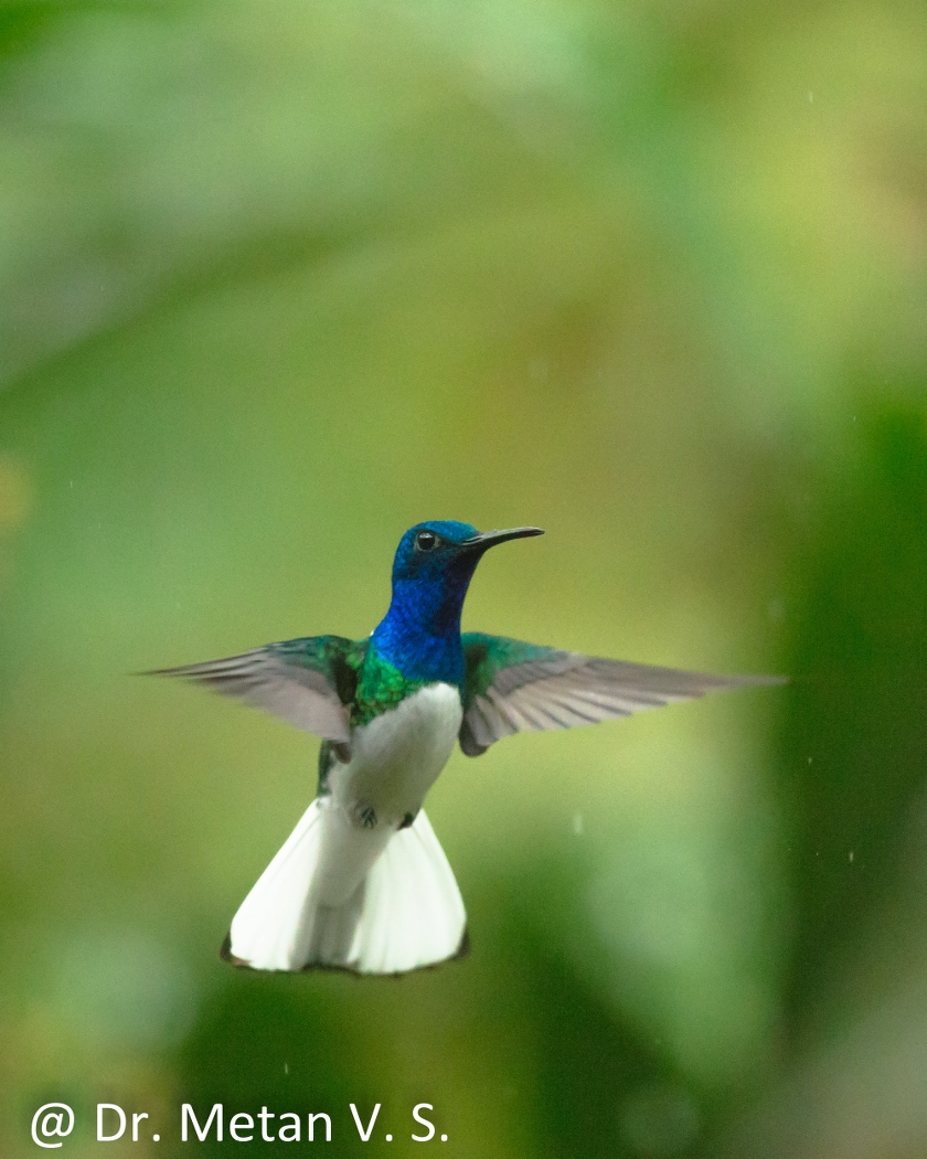 Dr Vyankatesh Metan Solapur Bird H 840x1050