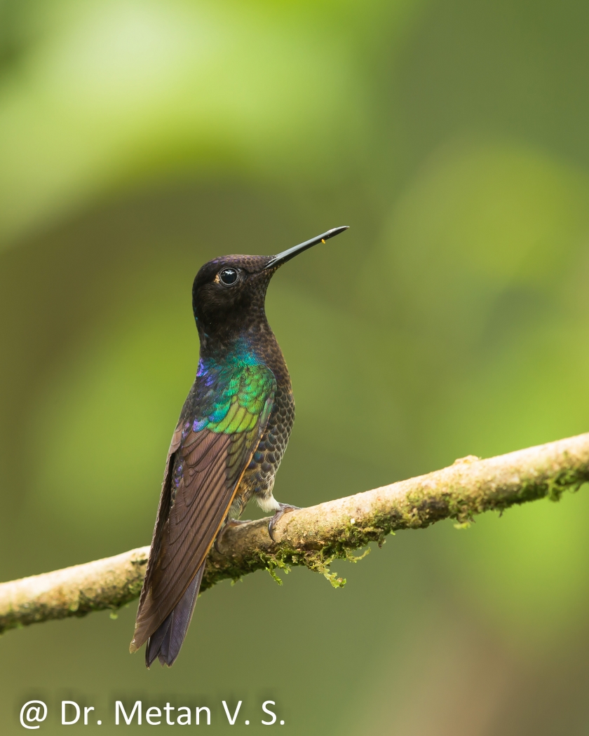 Dr Vyankatesh Metan Solapur Bird I 840x1050