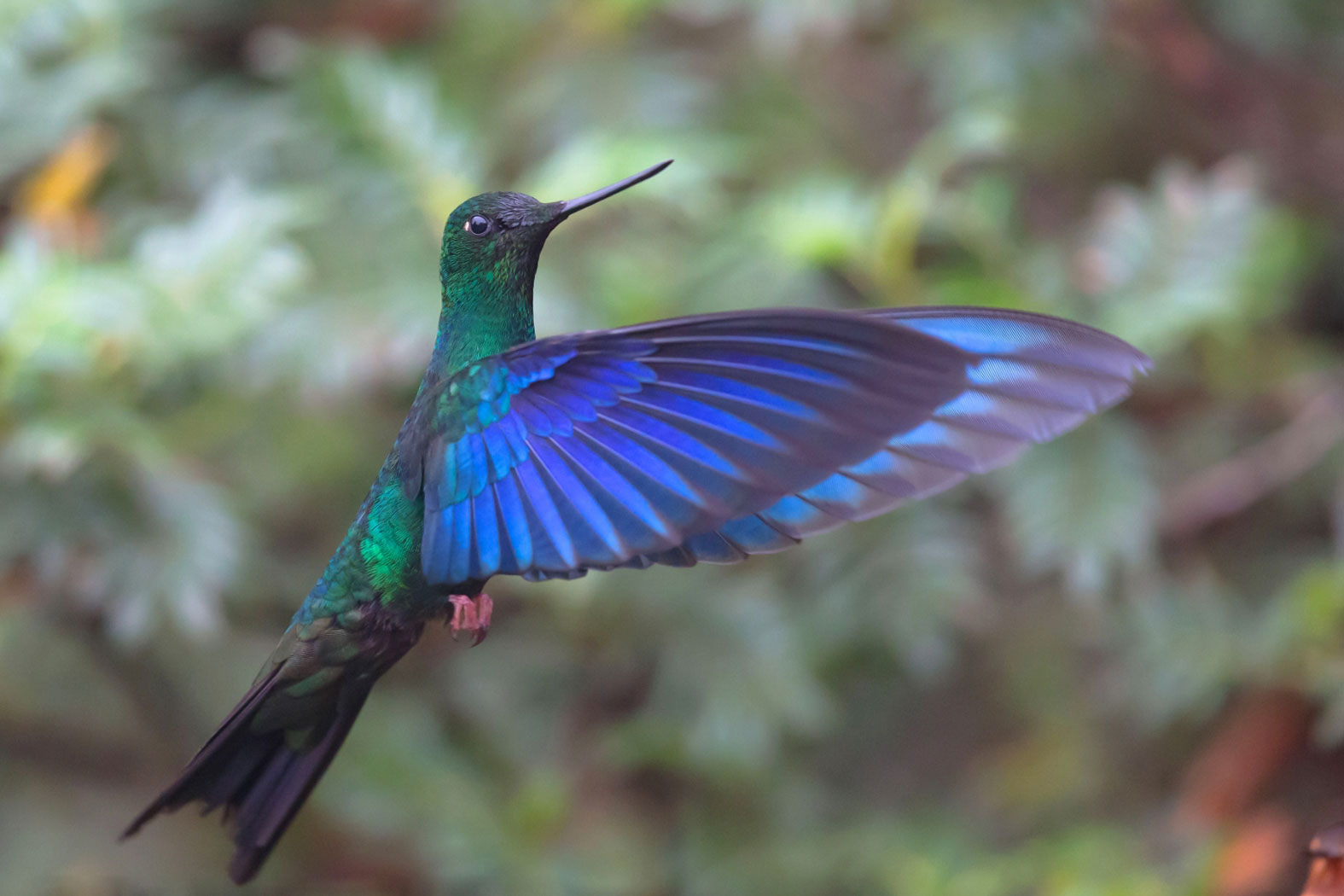 Dr Vyankatesh Metan Solapur Bird J 1404x1050 3