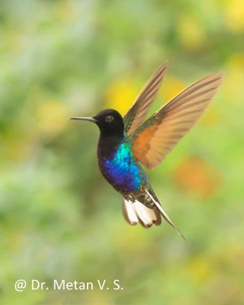 Dr Vyankatesh Metan Solapur Bird P 480x600