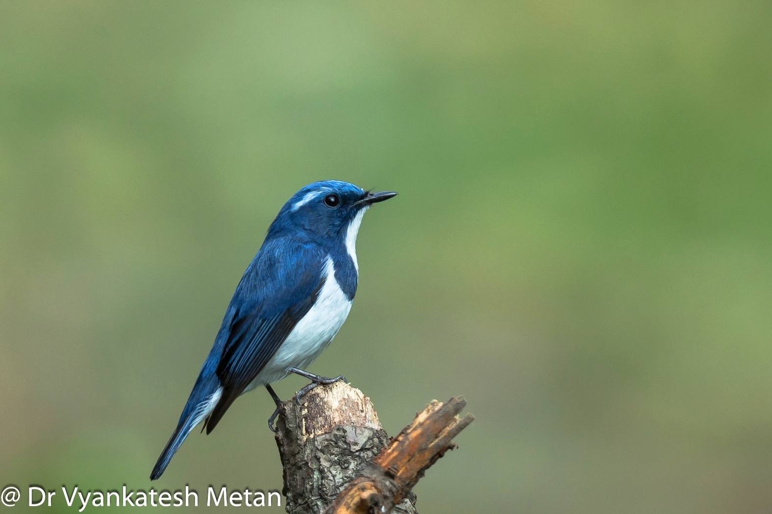 Dr Vyankatesh Metan Solapur Birds C3 1575x1050 1