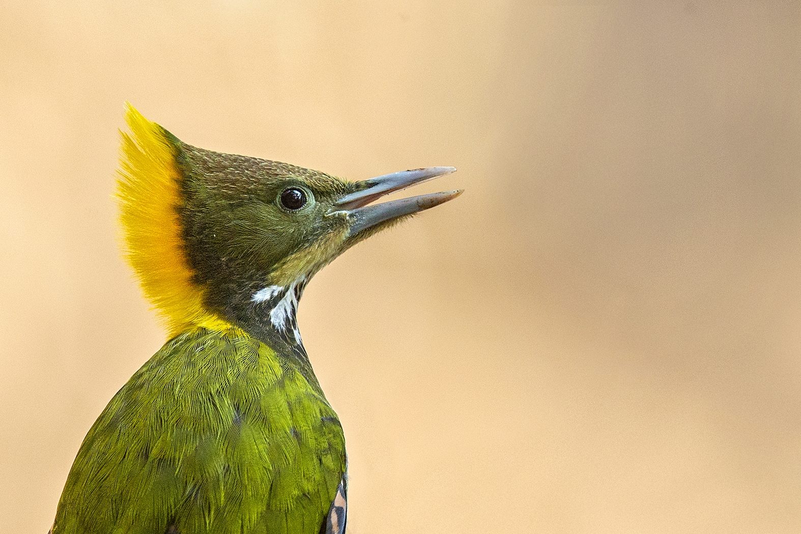 Dr Vyankatesh Metan Solapur Birds E 1574x1050 1