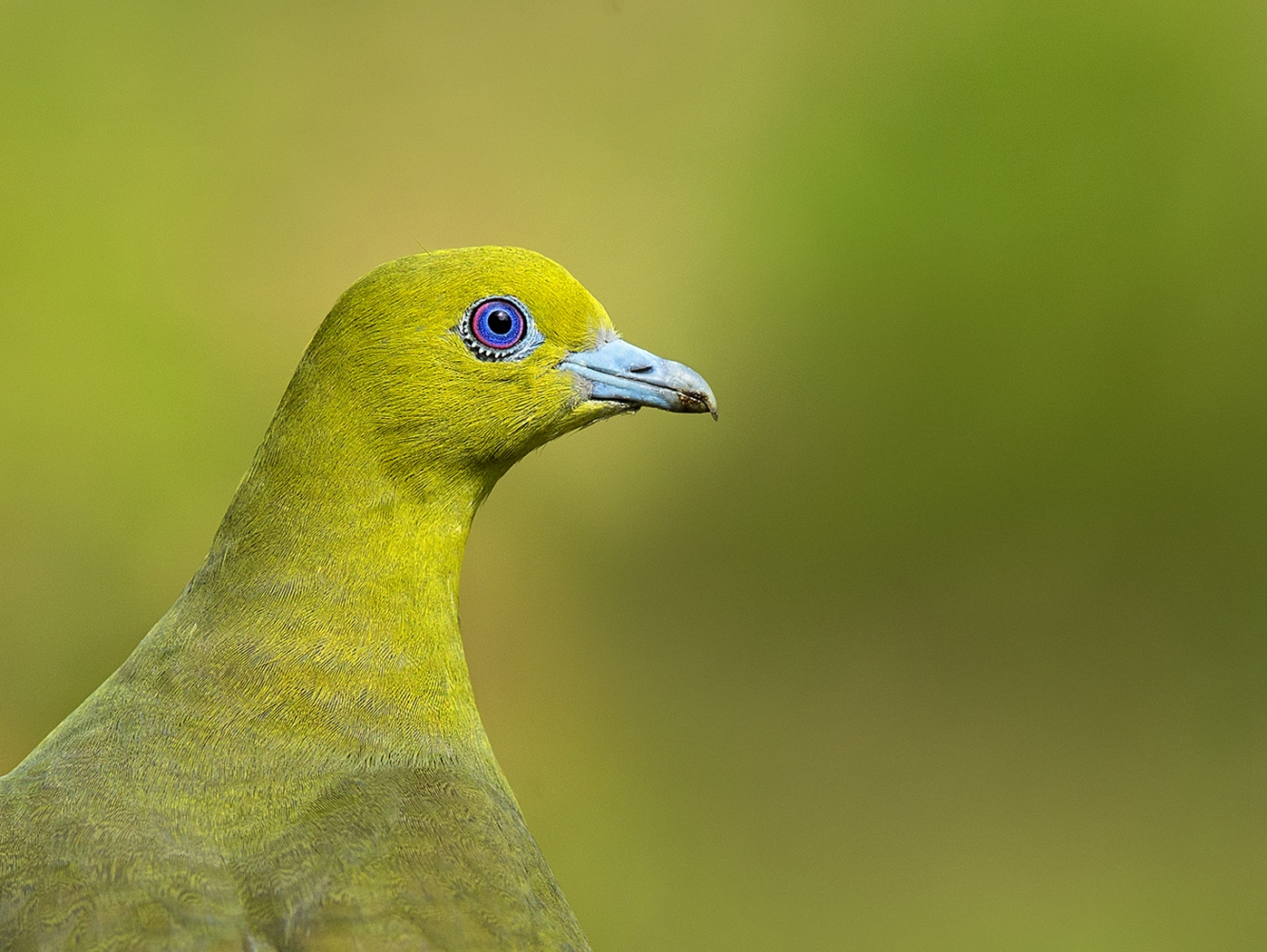 Dr Vyankatesh Metan Solapur Birds H 1397x1050