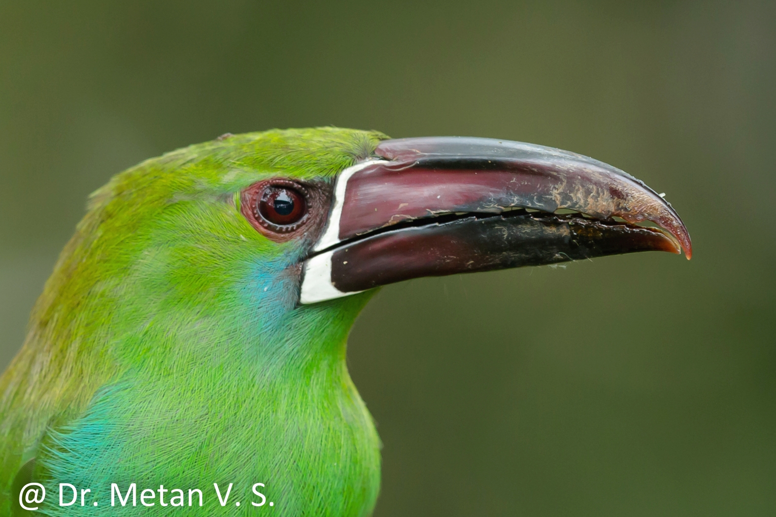 Dr Vyankatesh Metan Solapur Birds J 1575x1050