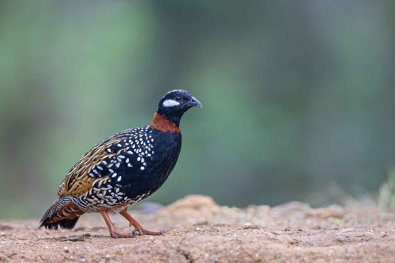 Dr Vyankatesh Metan Solapur Birds L 1575x1050