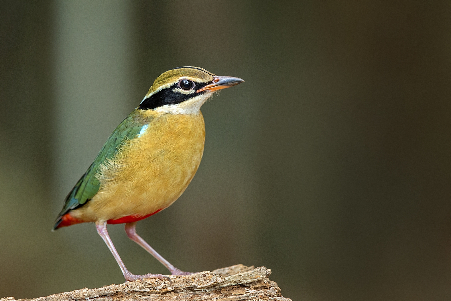 Dr Vyankatesh Metan Solapur Birds M 1575x1050