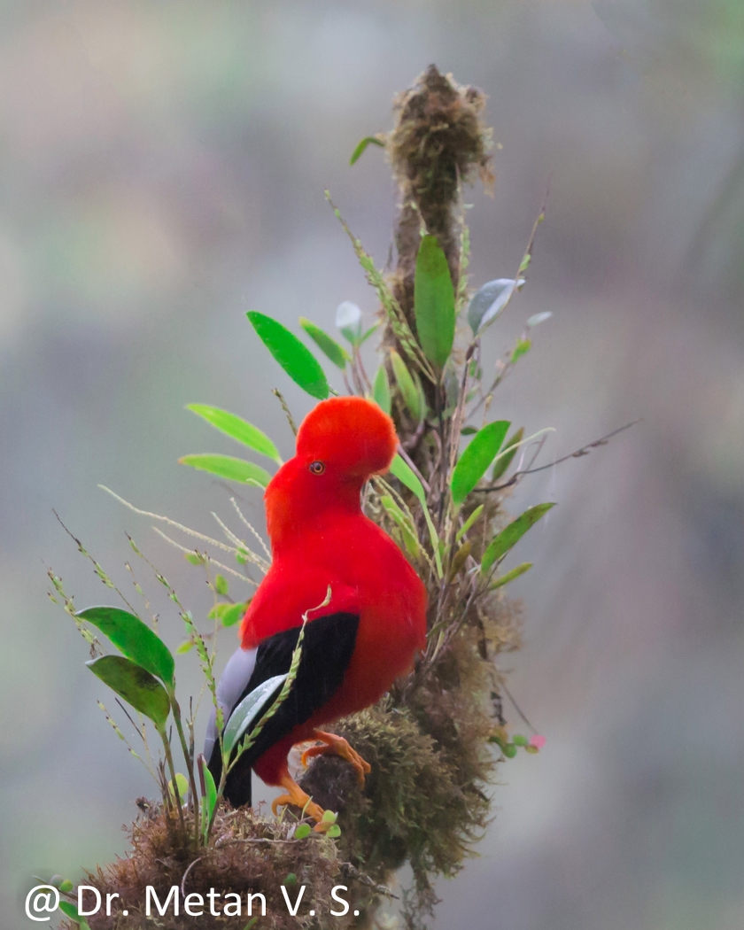 Dr Vyankatesh Metan Solapur Birds N 840x1050