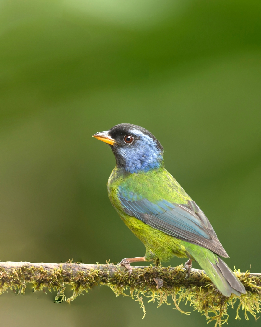 Dr Vyankatesh Metan Solapur Birds Q 840x1050