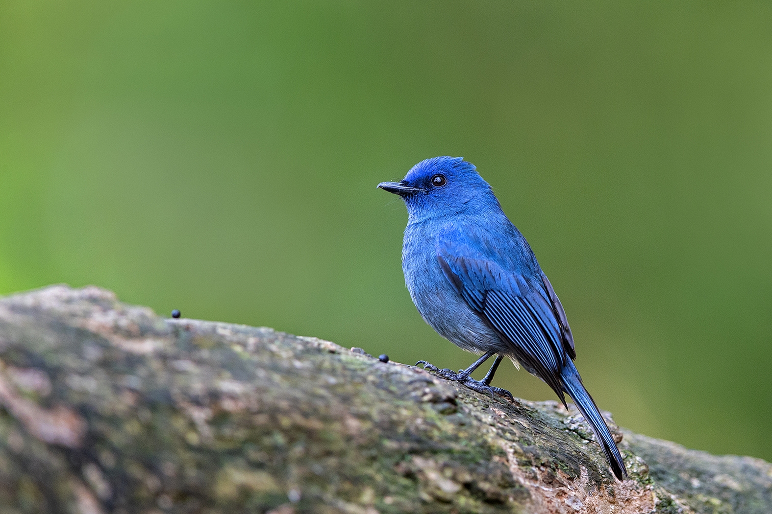 Dr Vyankatesh Metan Solapur Birds T 1575x1050