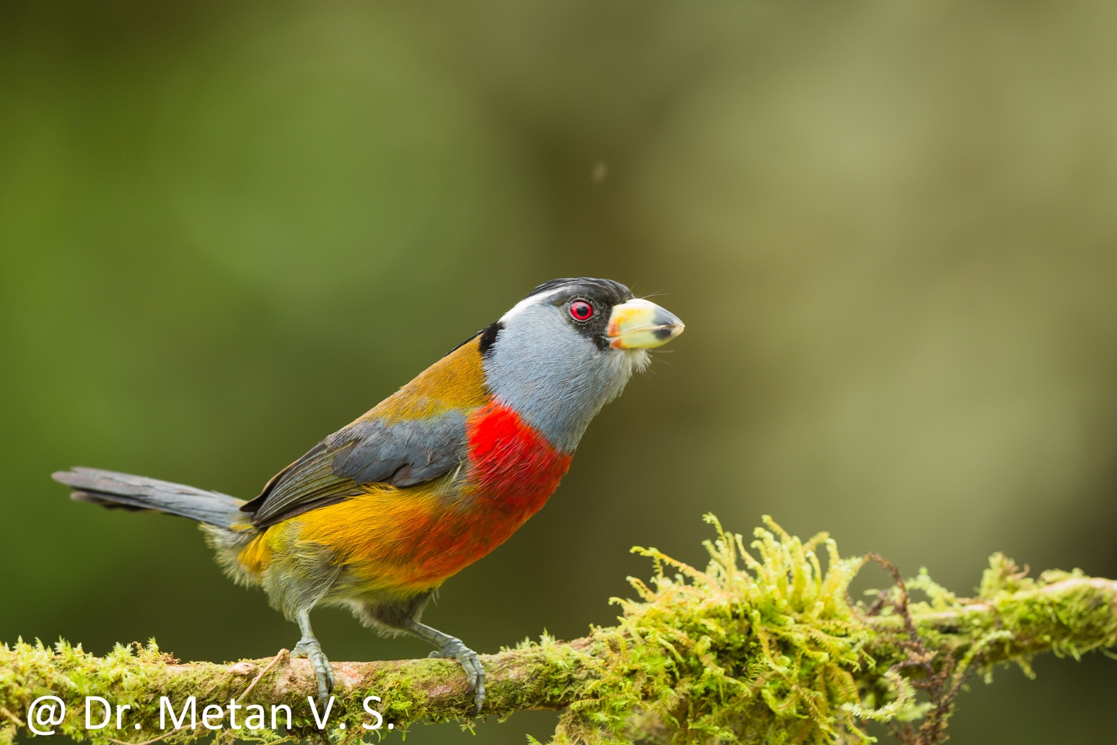 Dr Vyankatesh Metan Solapur Birds U 1575x1050