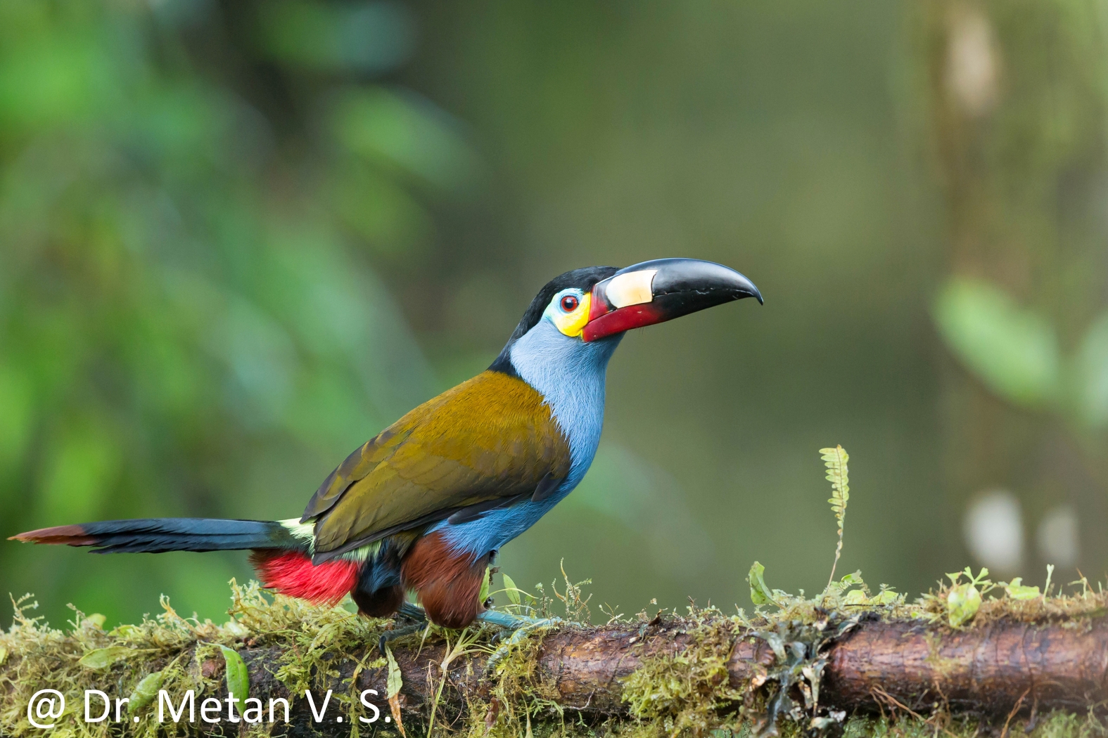 Dr Vyankatesh Metan Solapur Birds V 1575x1050