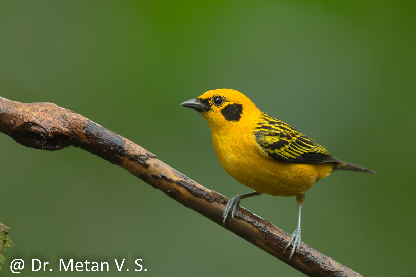 Dr Vyankatesh Metan Solapur Birds Y 1575x1050