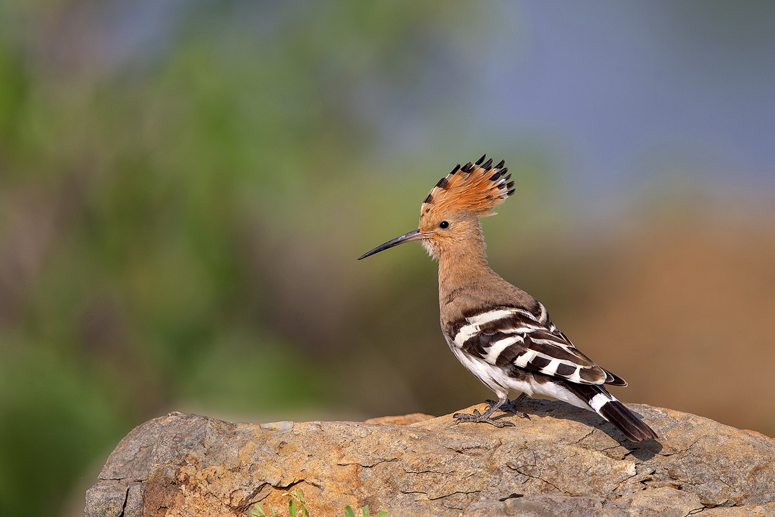 Dr Vyankatesh Metan Solapur Birds Z2 1575x1050 1