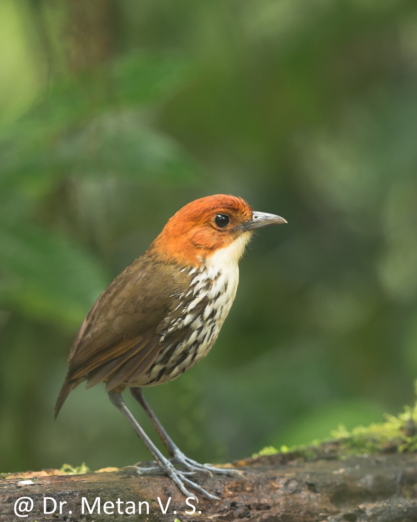 Dr Vyankatesh Metan Solapur Birds ZZ7 840x1050