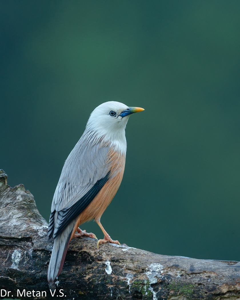 Dr Vyankatesh Metan Solapur Birds Z 840x1050