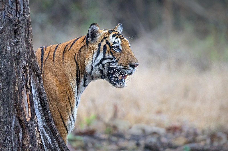Dr Vyankatesh Metan Solapur Mammals D 800x533