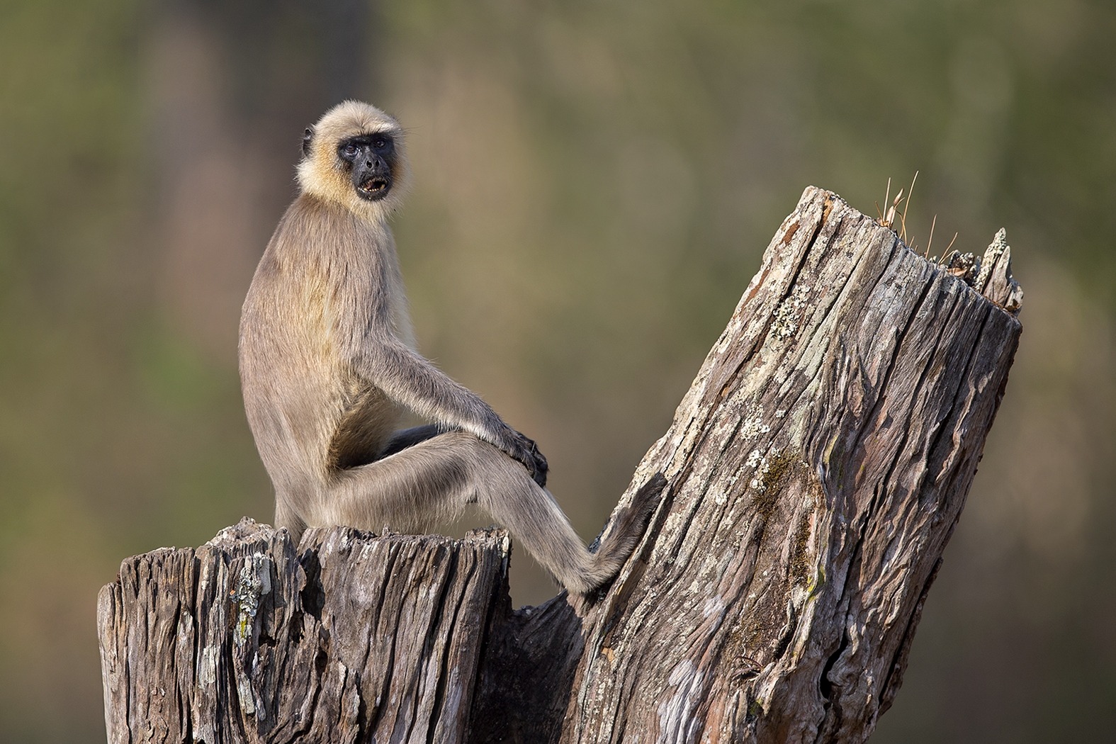 Grey Langoor Dr Vyankatesh Metan Solapur Mammals I 1575x1050