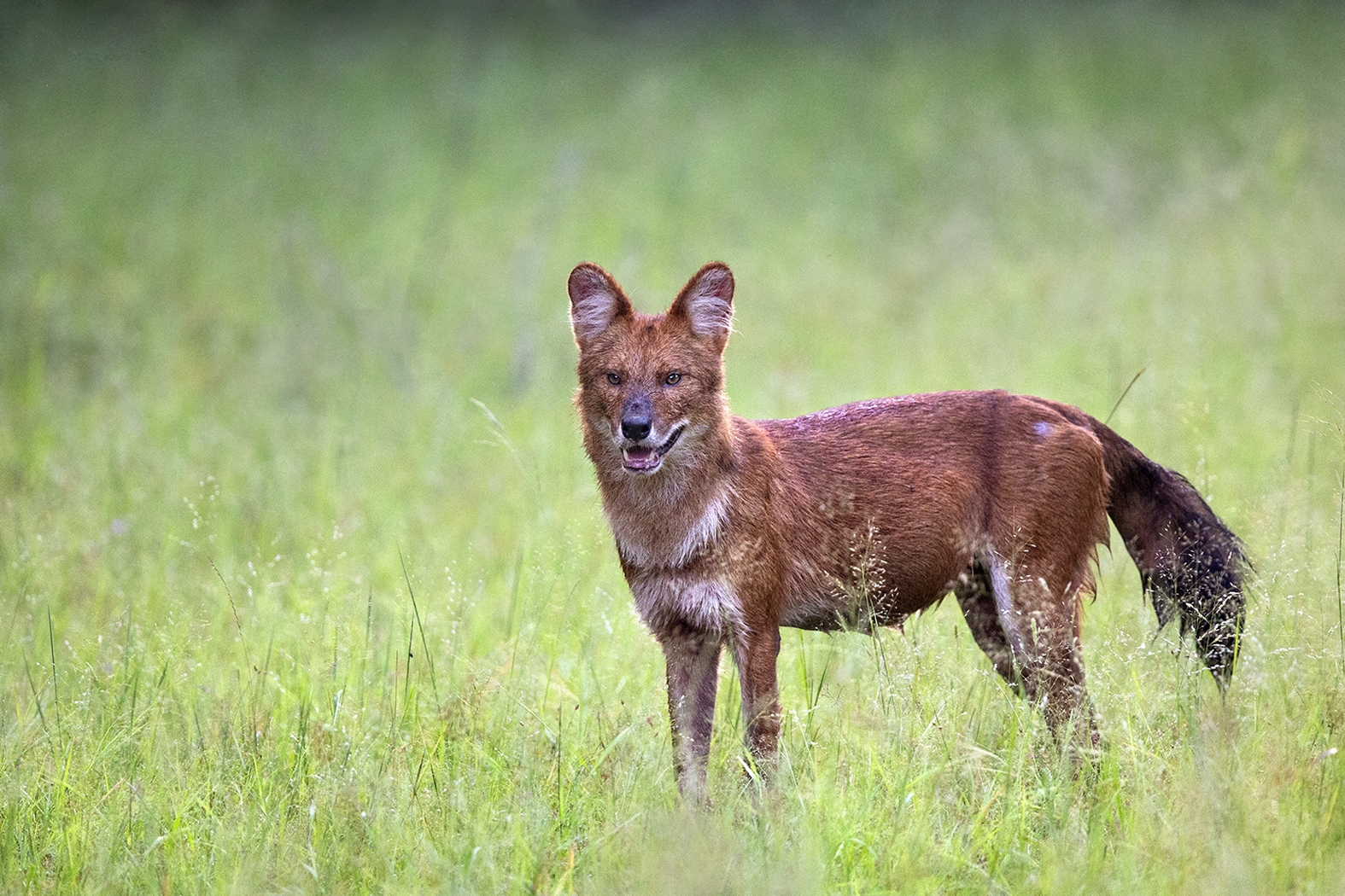 Indian Dhole Dr Vyankatesh Metan Solapur Mammals J 1575x1050