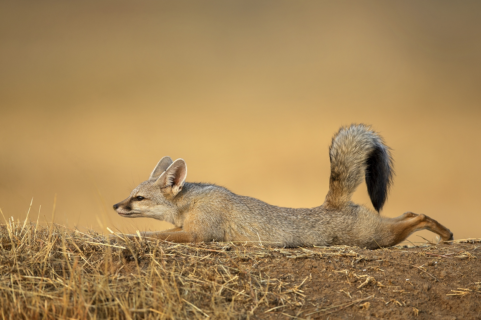Indian Fox Dr Vyankatesh Metan Solapur Mammals C 1575x1050
