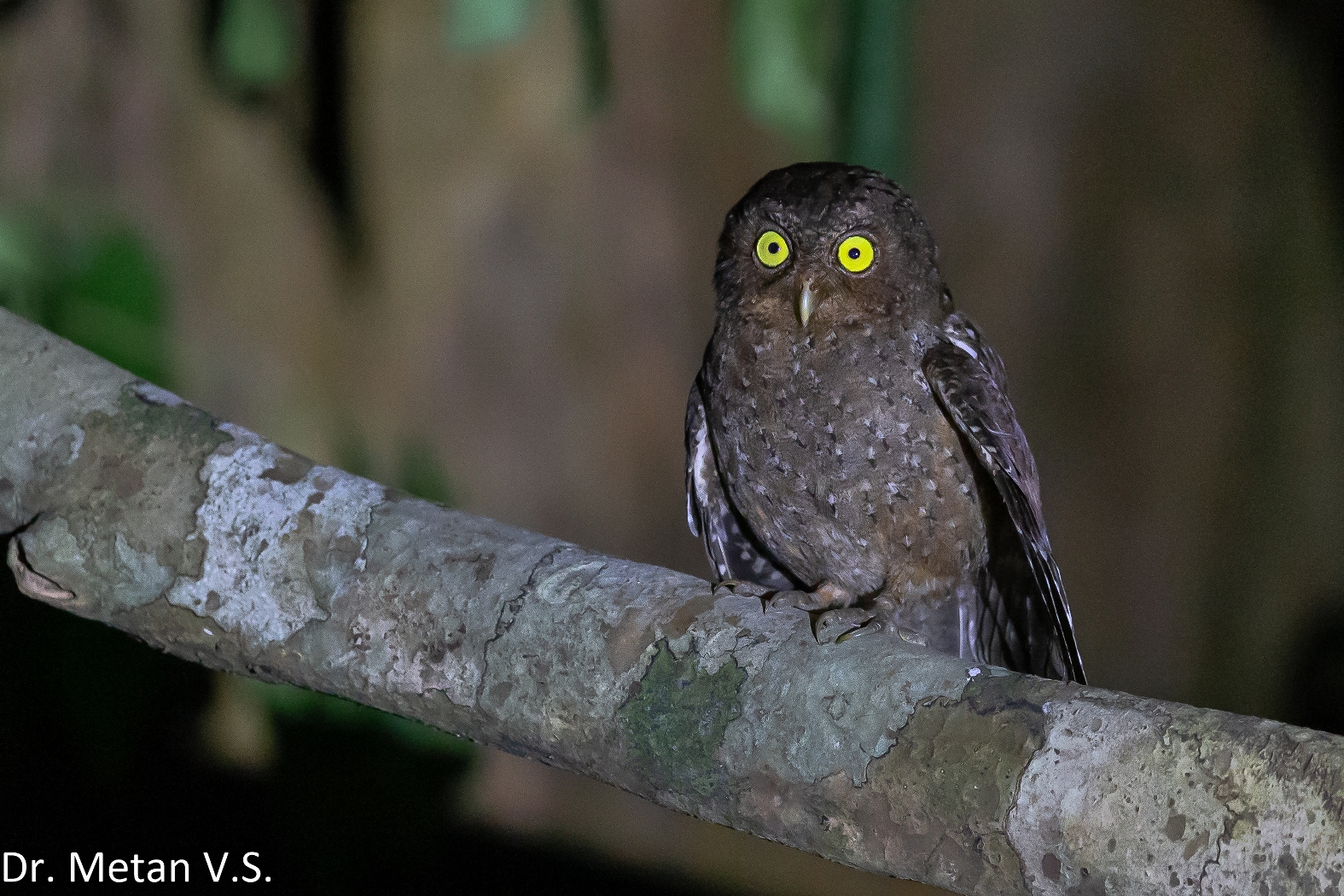 The Andaman Scops owl Dr Vyankatesh Metan S 1575x1050