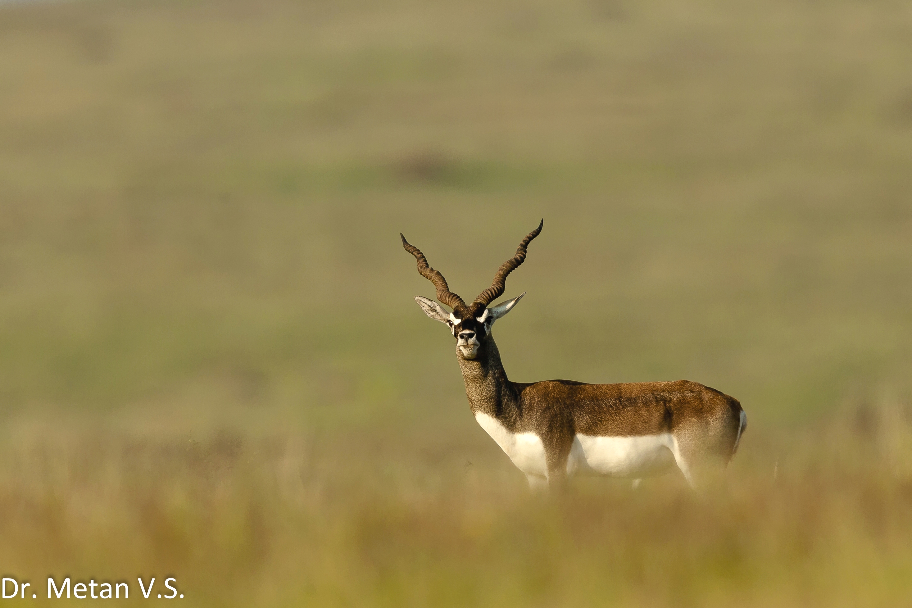 Blackbuck Dr Vyankatesh Metan Solapur Mammals F