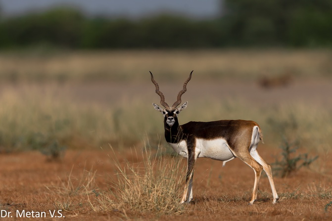 Blackbuck image Dr Vyankatesh Metan Solapur 6