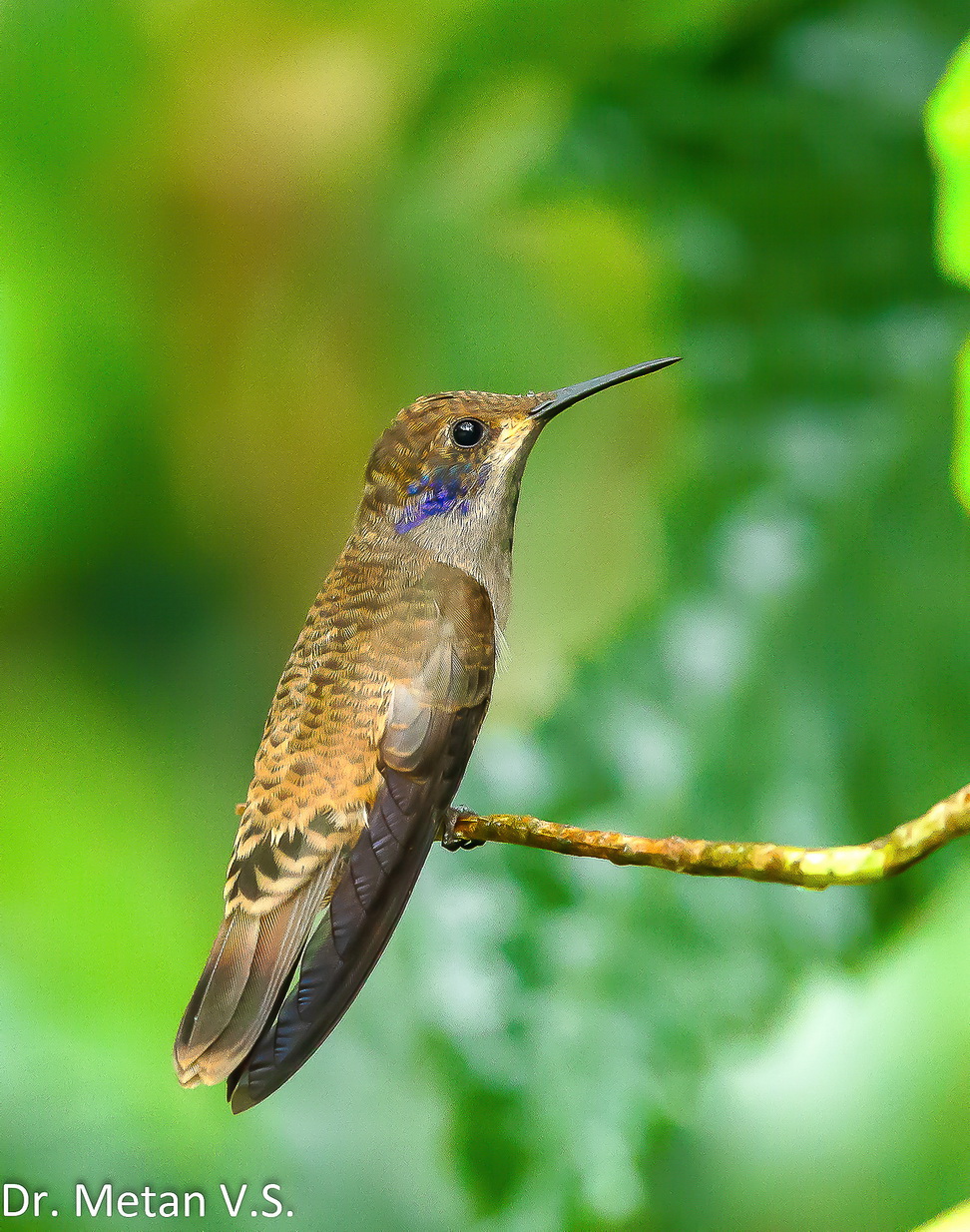 Brown violetear Hummingbird image Dr. Vyankatesh Metan Solapur 6