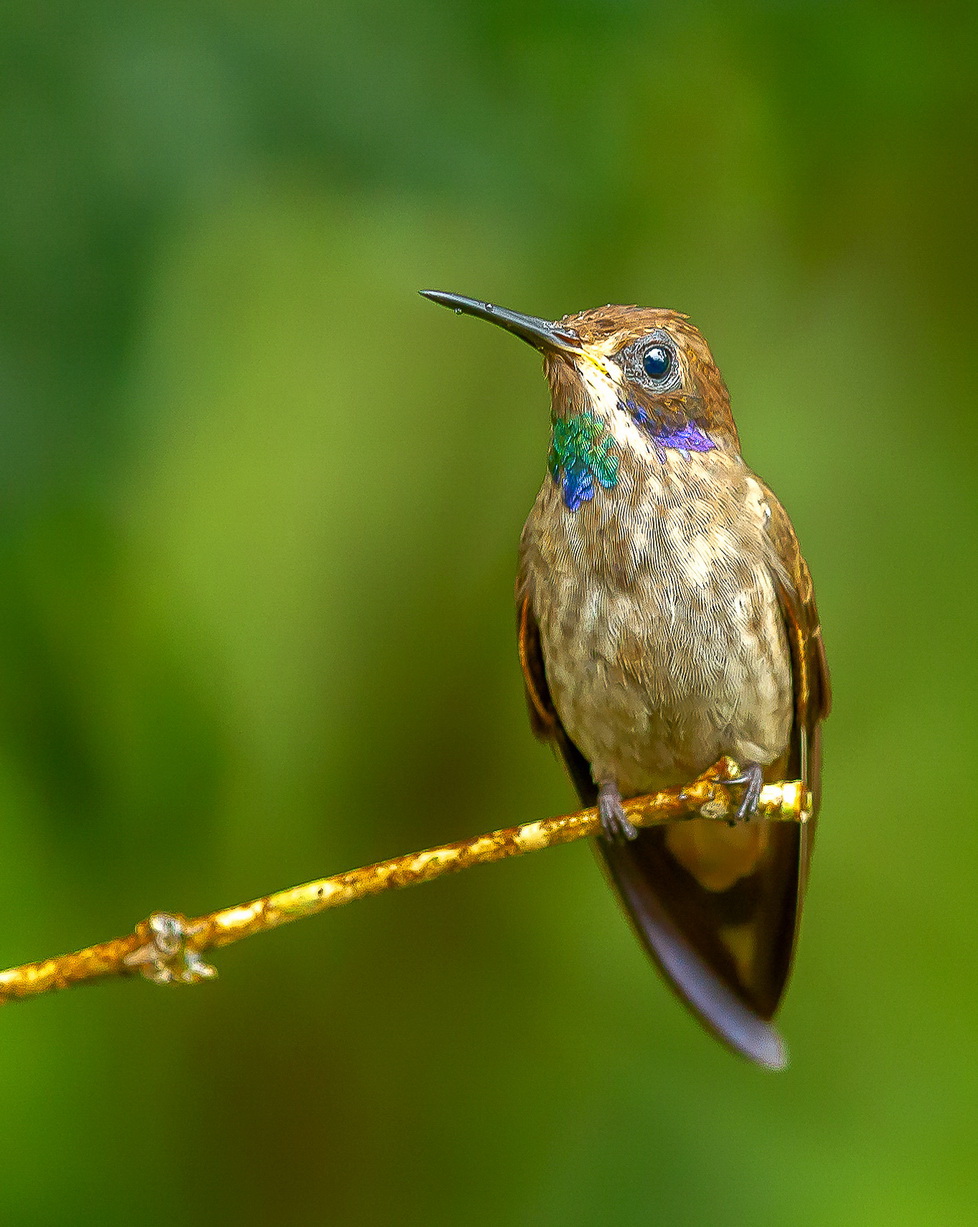 Brown violetear Hummingbird image Dr. Vyankatesh Metan Solapur 639
