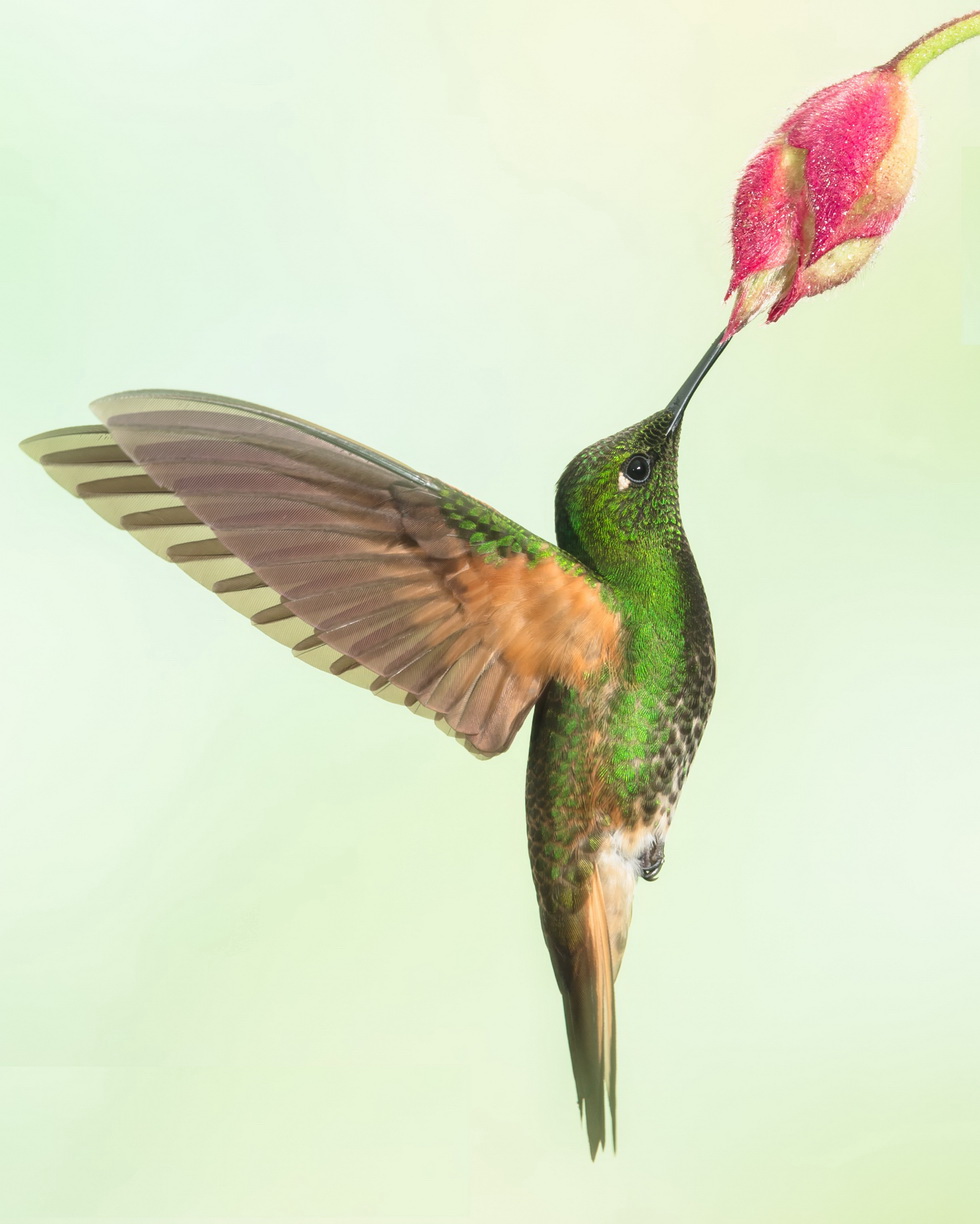 Buff tailed coronet image Dr. Vyankatesh Metan Solapur 3 1