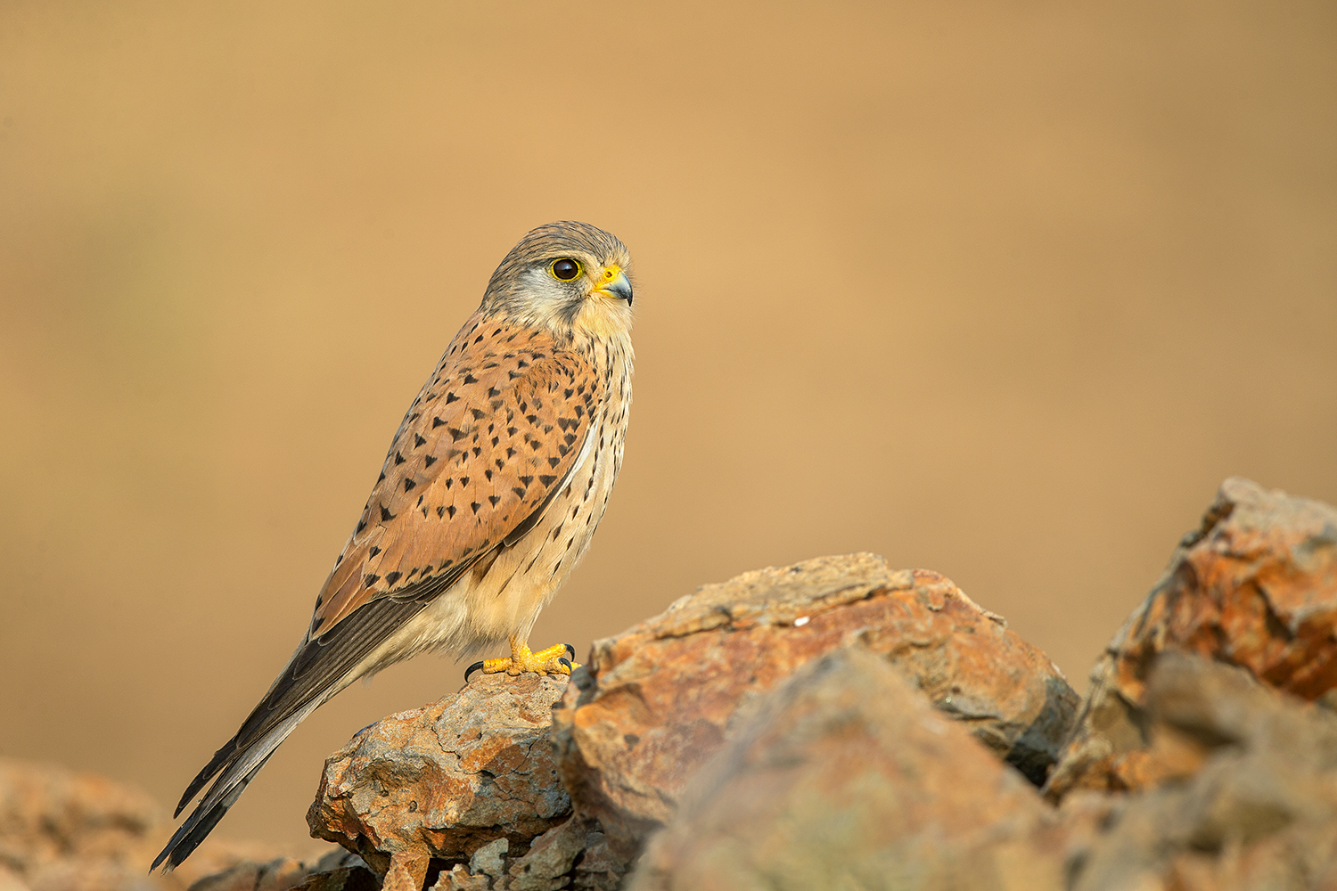 Common Kestrel Solapur Birds Dr Vyankatesh Metan K