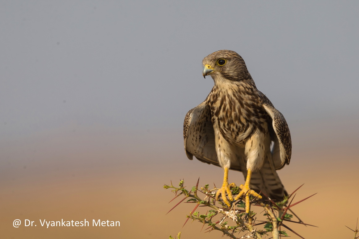 Common Kestrel image Dr Vyankatesh Metan Solapur V9