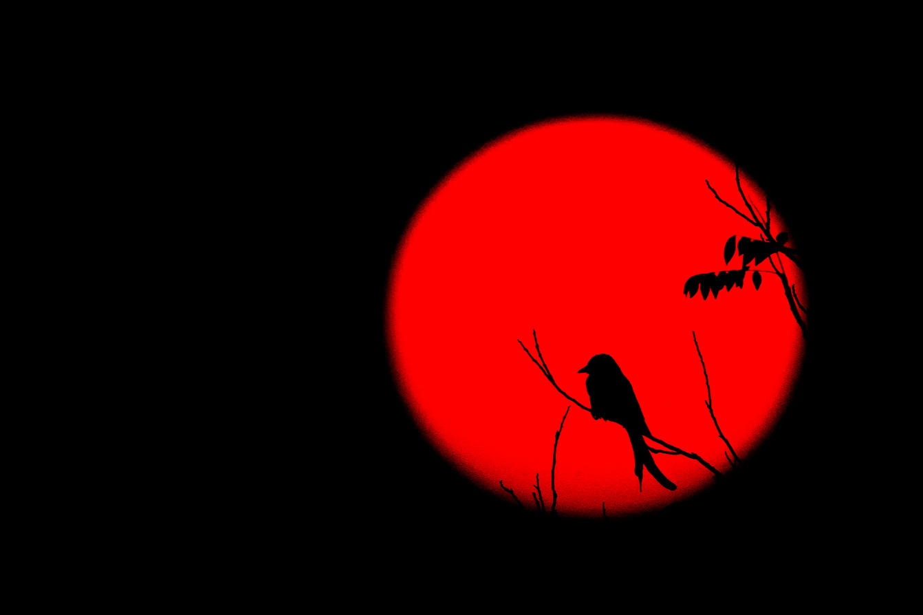 Dr Vyankatesh Metan Solapur Art O