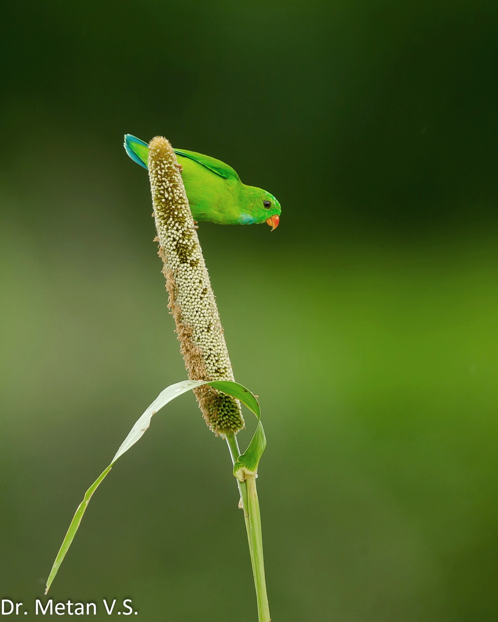 Dr Vyankatesh Metan Solapur Art Q