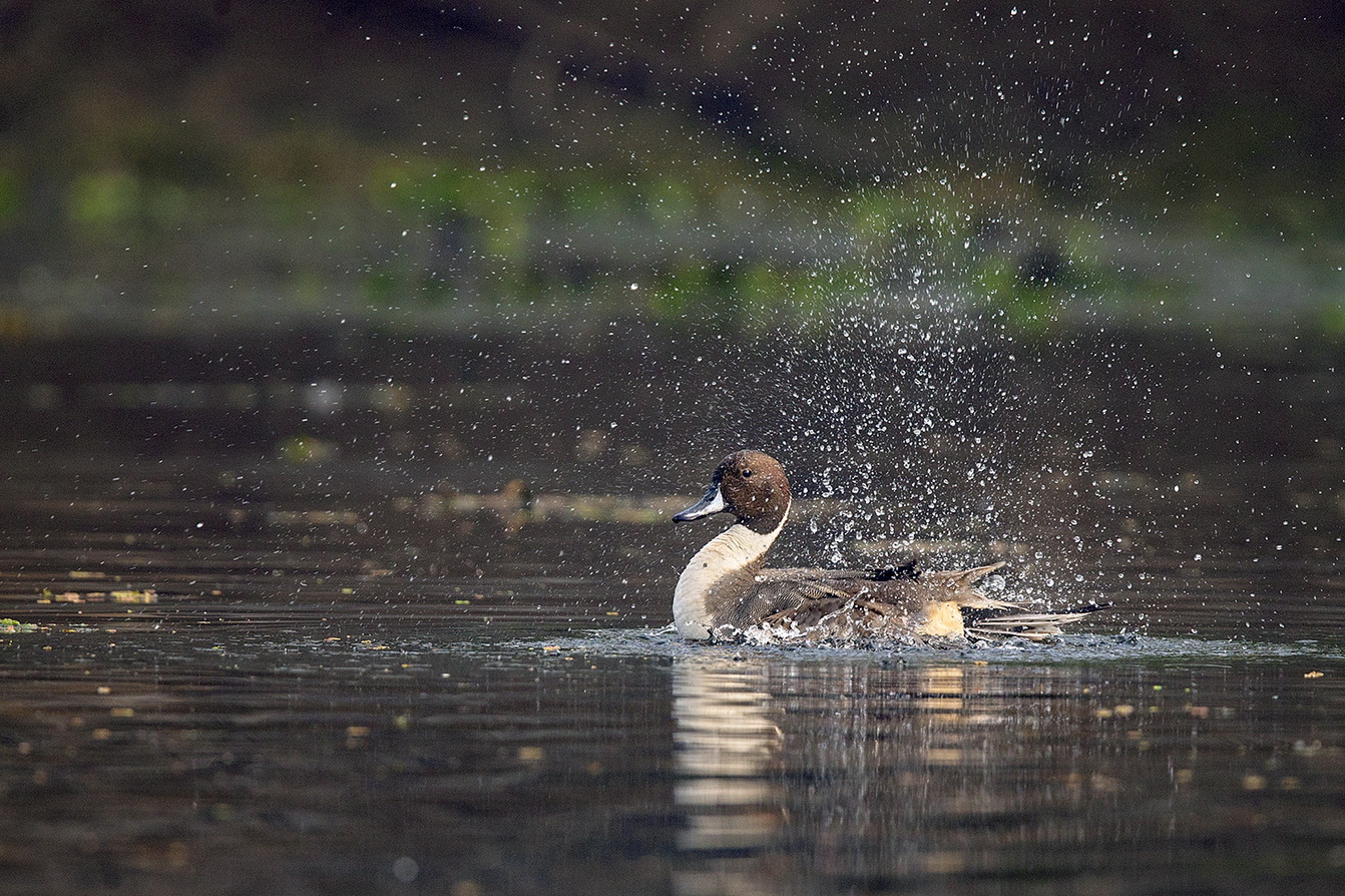 Dr Vyankatesh Metan Solapur Art S